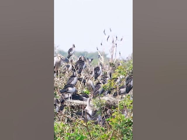 Video thumbnail for Wild bird & Nest a lot birs EP 26 #birds #nestbird #birdalot #birdfeed #birdeat