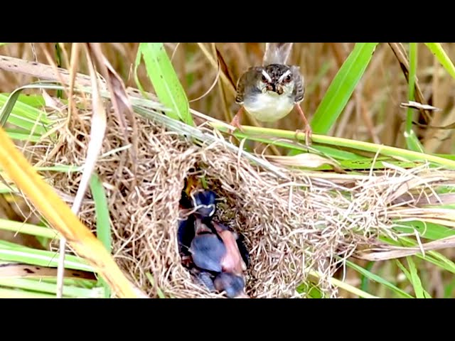 Video thumbnail for Wild cuckoo bird feed it food to babies cries  on nest