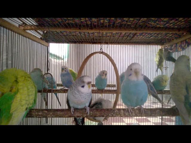 Video thumbnail for Top 10 Lieblingsspeisen für Wellensittiche 🥕🍎🌿