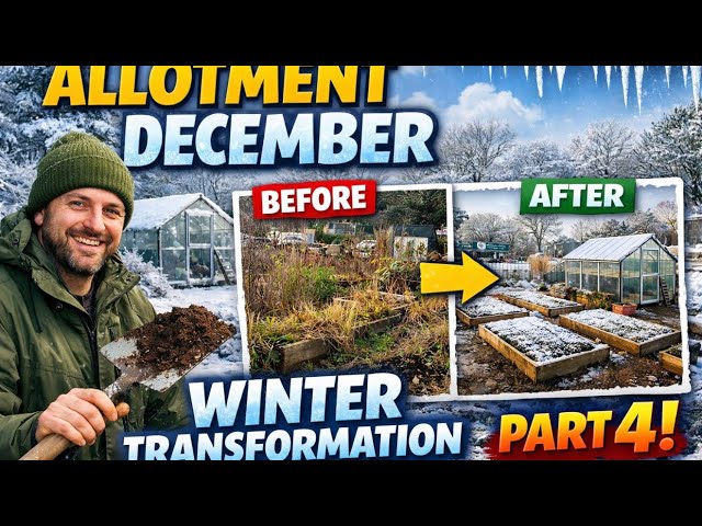 Video thumbnail for 🎥 ✅ ❄️ Allotment December Winter Transformation Part 4 🌿 | Big Progress Update |