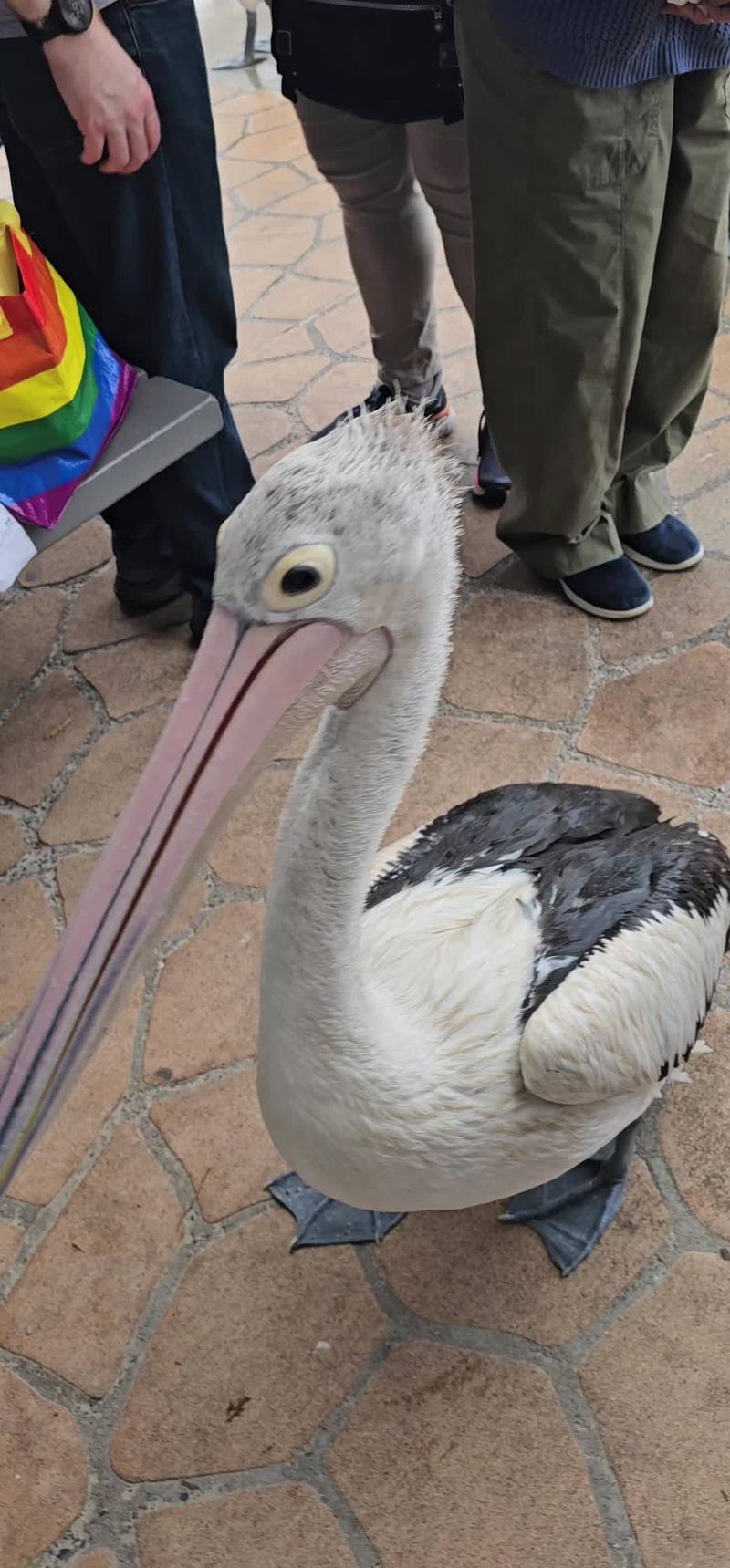 Video thumbnail for Bold Pelican Boss Leads the Feeding Frenzy at the Pier