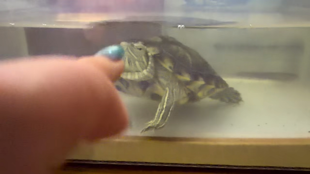 Video thumbnail for Turtle Flirts with Finger in Sichuan