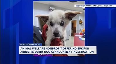Video thumbnail for $5K reward being offered for information about puppy abandoned in Derby