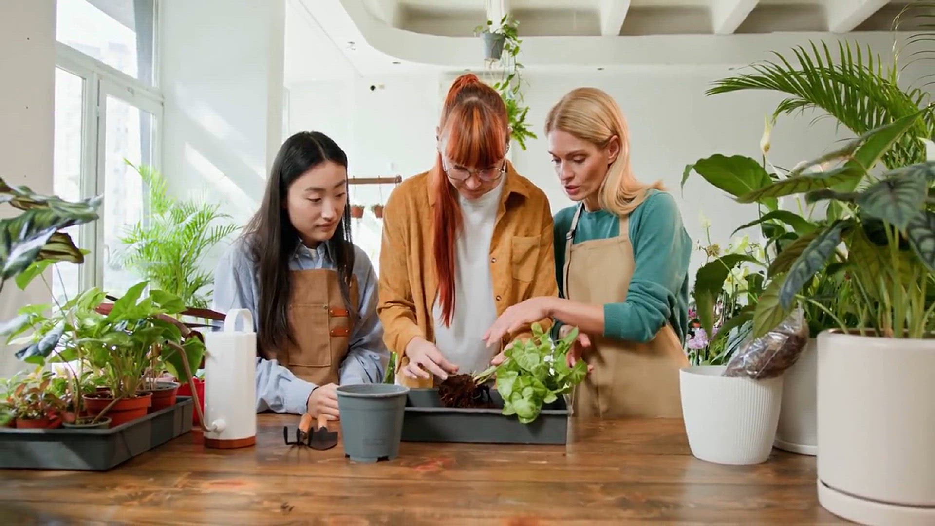 Video thumbnail for Best Indoor Plants for Apartments