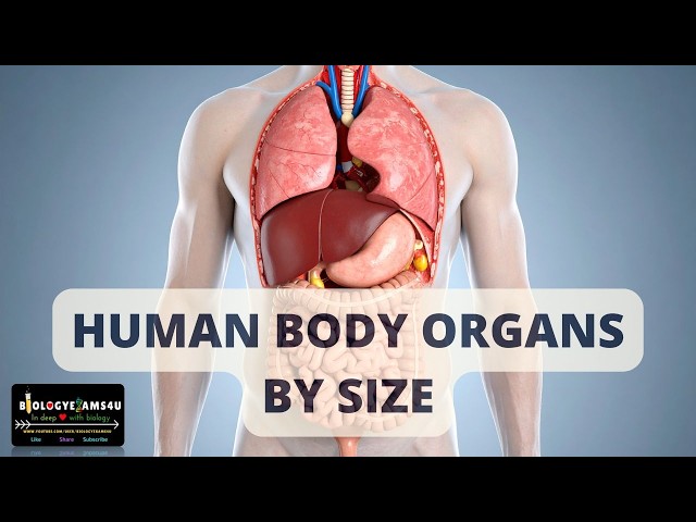 Video thumbnail for Human Body Organs by Size