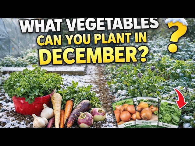 Video thumbnail for 🎥 ✅ 🥕 What Vegetables Can You Plant in December? 🌱 | Winter Sowing in the UK