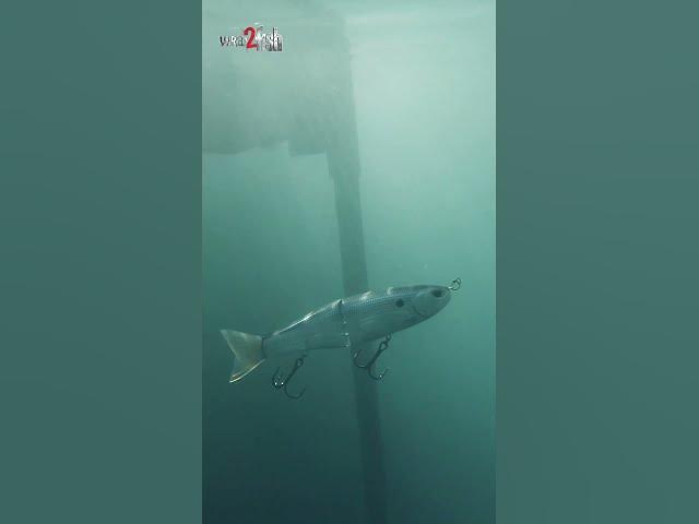 'Video thumbnail for Storm Arashi Glide Soaring Through The Water 🤤'