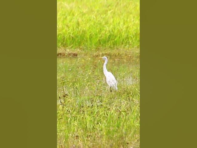 Video thumbnail for White Bird Catch Snail WB 06 #bird #birds #shortbird #viralbirds