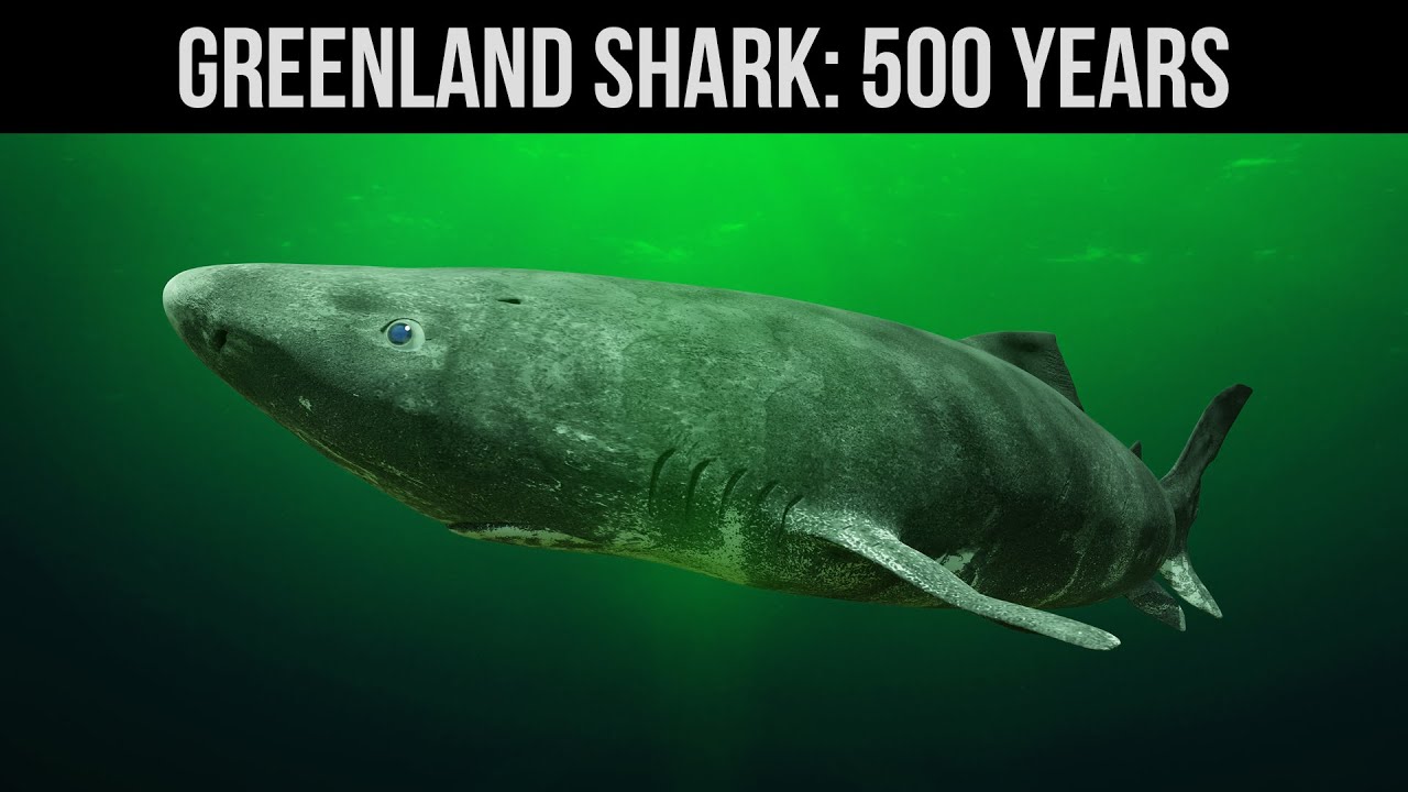 Video thumbnail for 10 Animal Species that Can Live to be Older than You