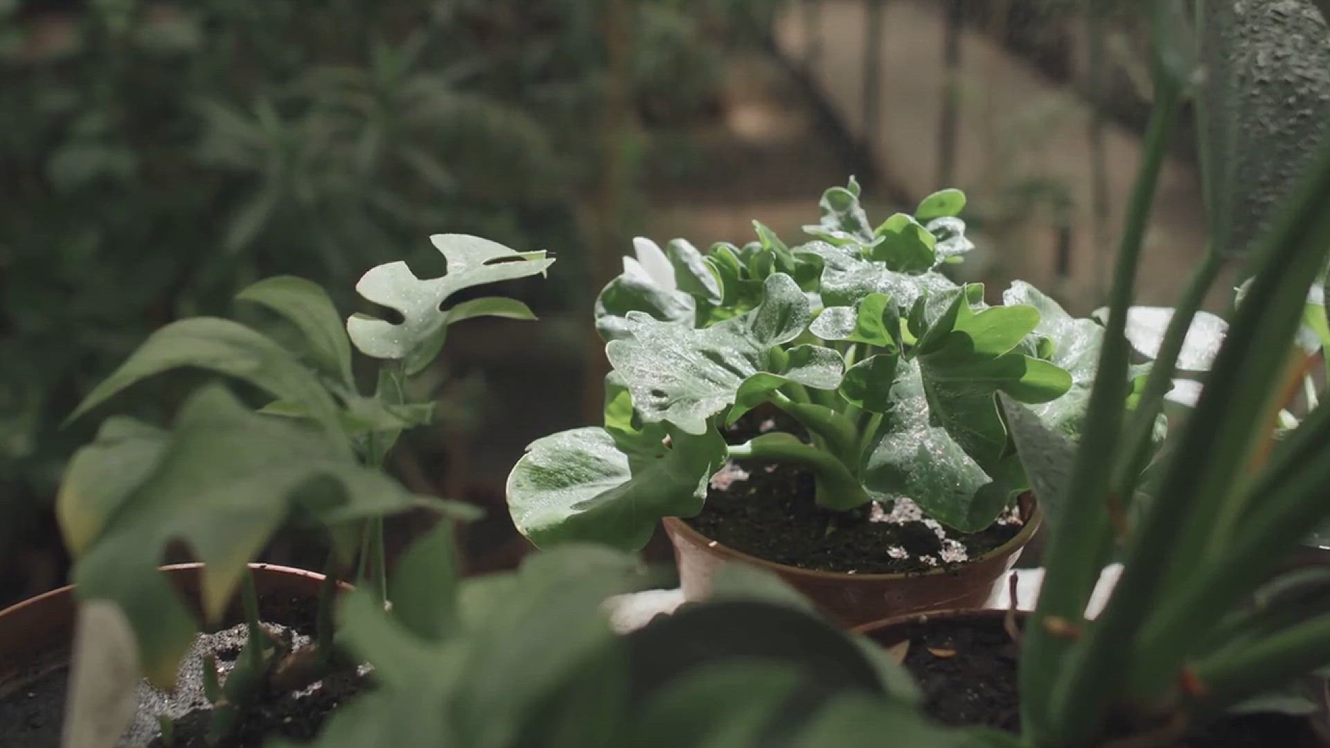 'Video thumbnail for How to Grow Houseleek in Your Garden'