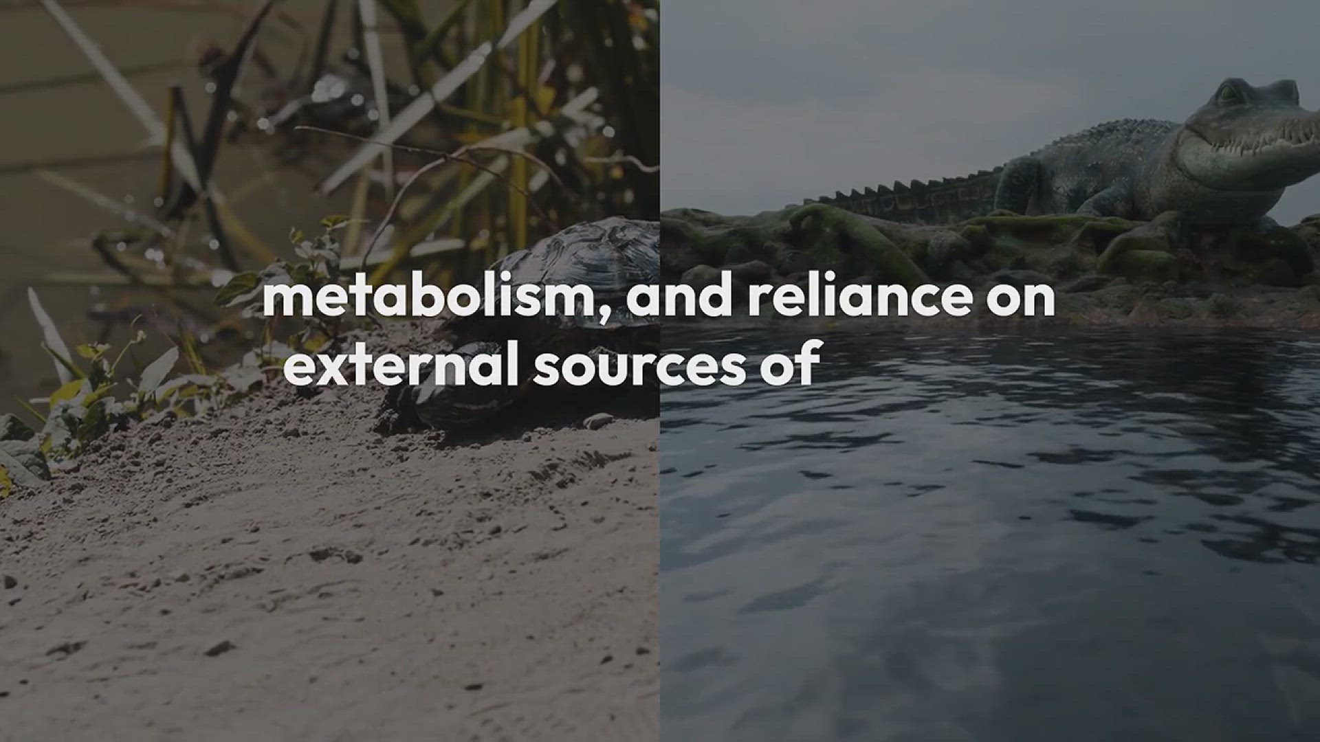 Video thumbnail for Reptiles 101 Snakes, Lizards, and Turtles