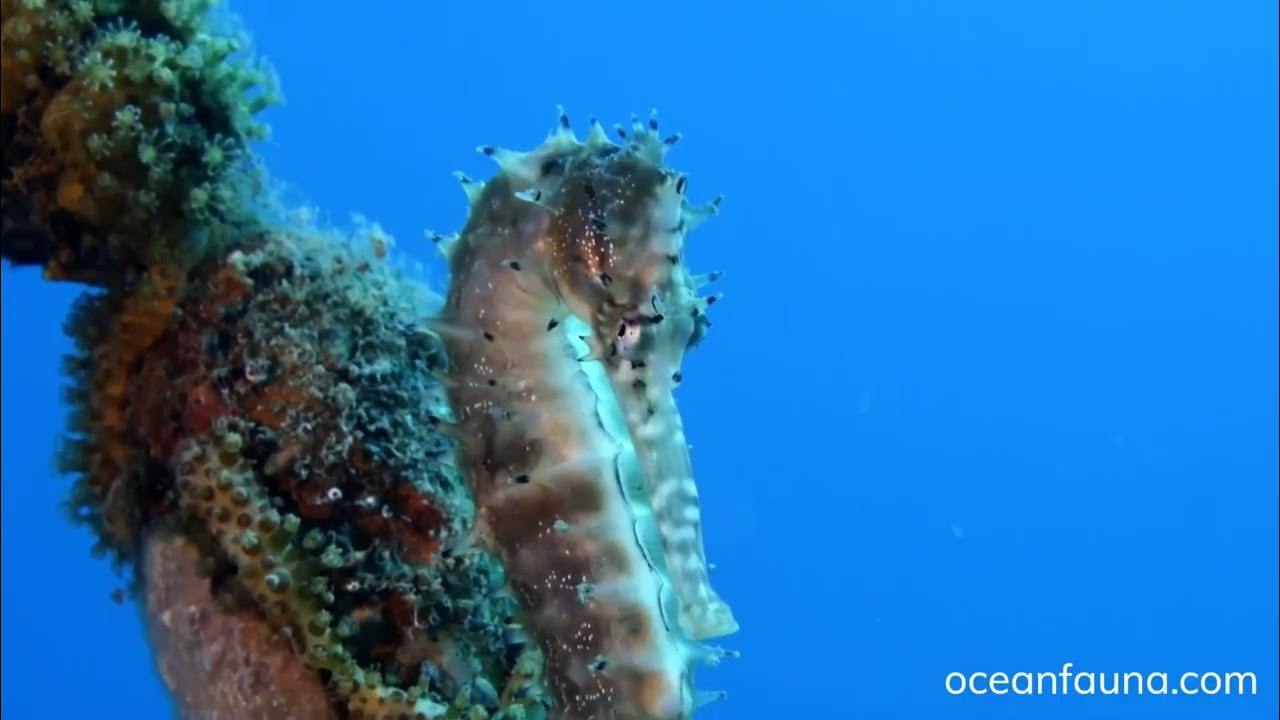 Video thumbnail for Do Seahorses Sleep? Amazing Seahorses Behavior!