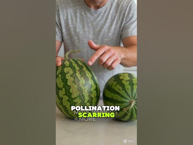 Video thumbnail for How to choose a good watermelon in under 10 seconds