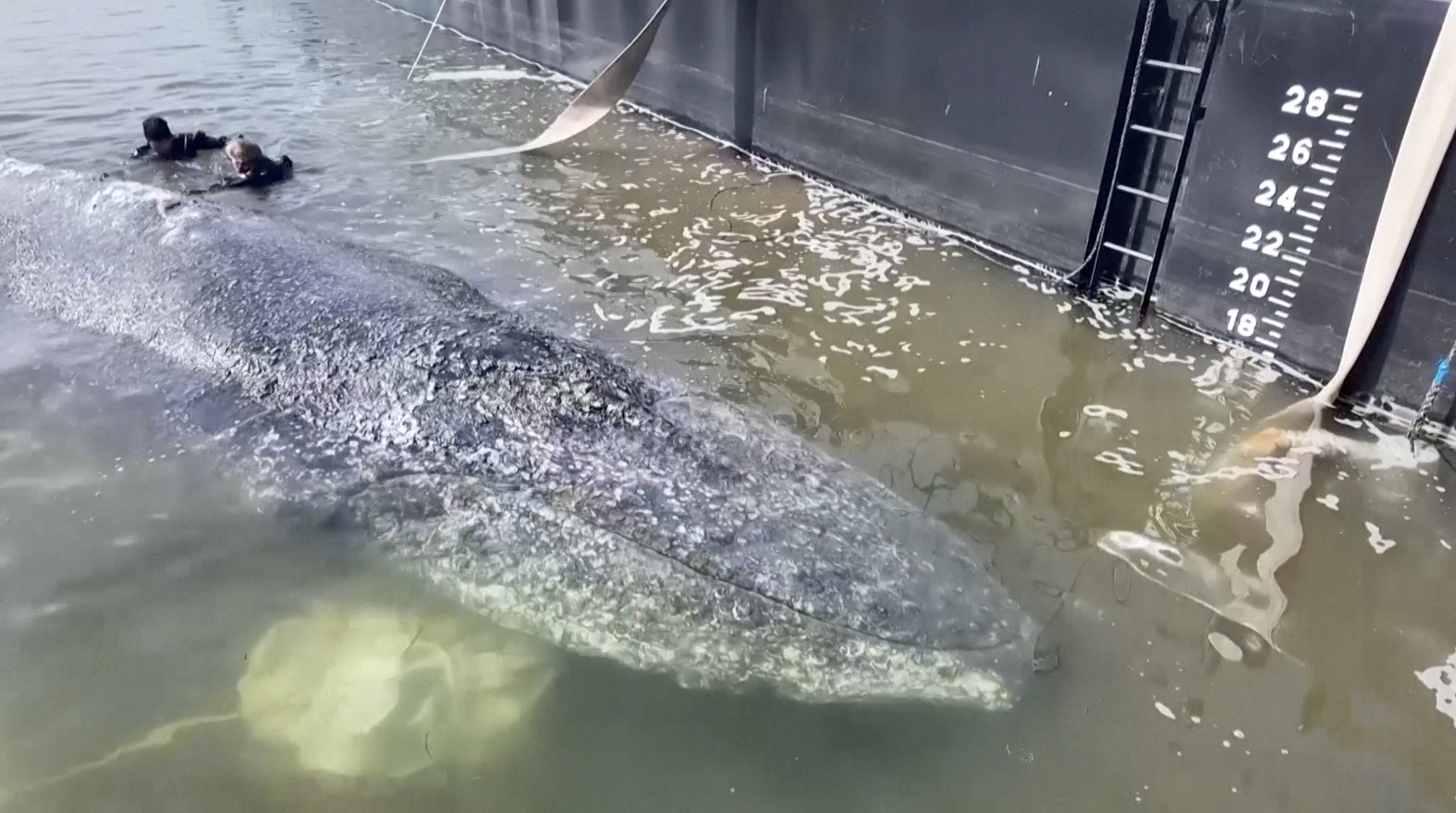 Video thumbnail for ‘Timmy’ the rescued humpback whale confirmed dead