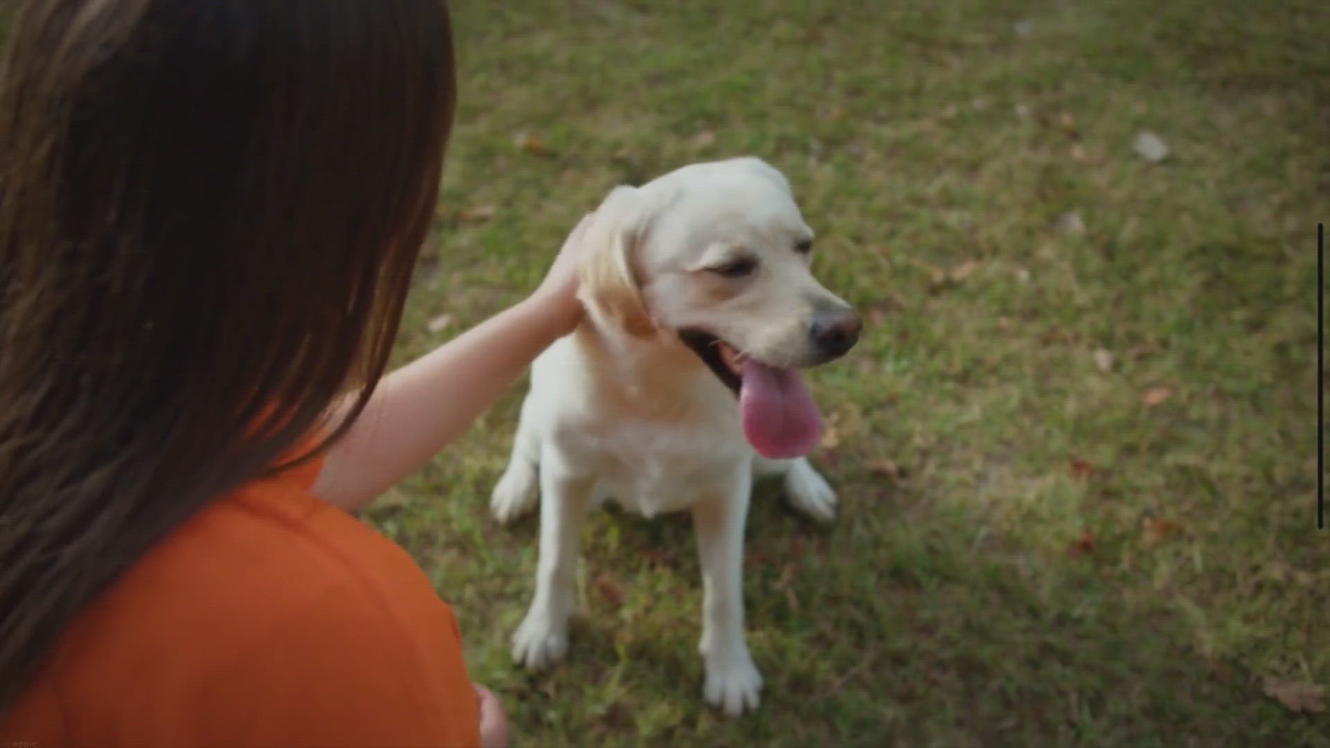 Video thumbnail for Adorable and Funny Dogs: A Delightful World of Canine Cuteness