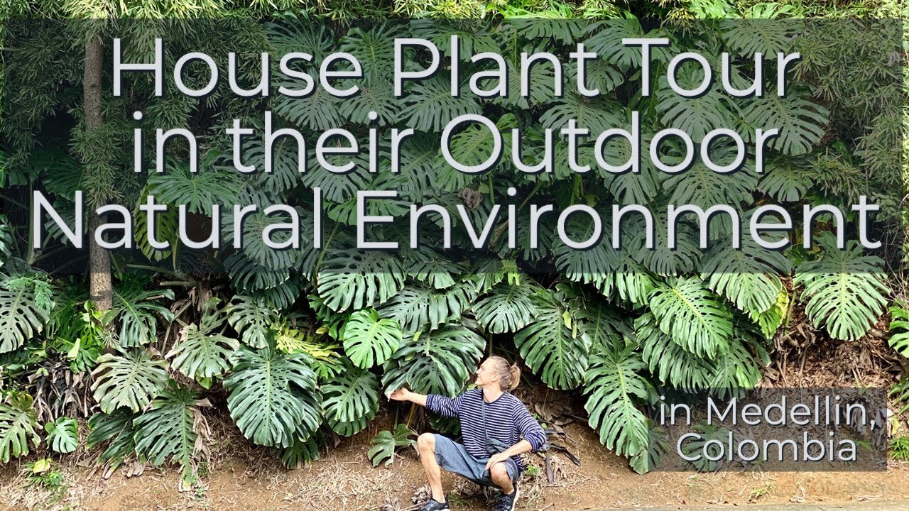 Video thumbnail for Tour of House Plant in their Natural Environment (outdoors!)