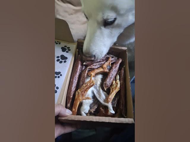 Video thumbnail for Ghost loves a good treat... especially sausages, but also a chicken leg