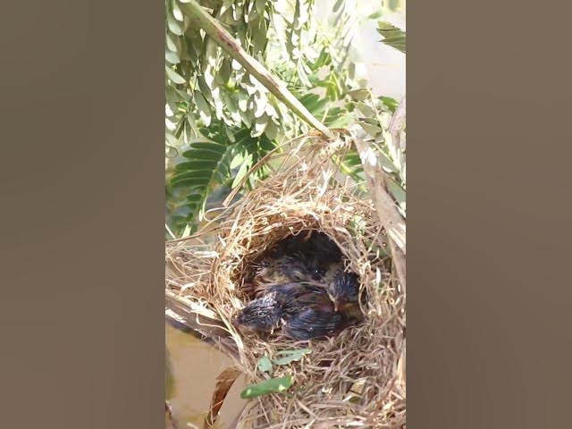 Video thumbnail for Babies Bird Cries Feed Eat (EP-101)  #birds #nature #birdfeeding #birdwatching