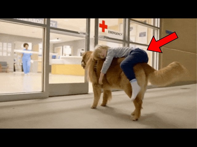 Video thumbnail for Staff Freeze In Horror When a Dog Walks Into the Hospital Carrying This