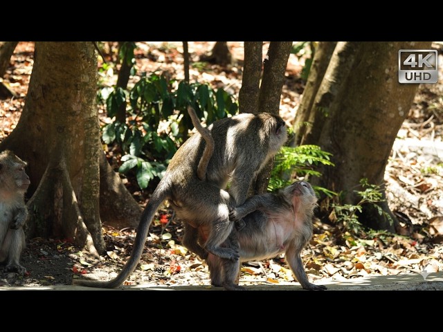 Video thumbnail for The Forbidden Story of a Monkey Honeymoon! 😱🐒