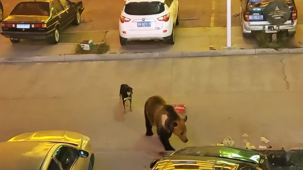 Video thumbnail for Sheepdog Confronts Bear in Xinjiang, China