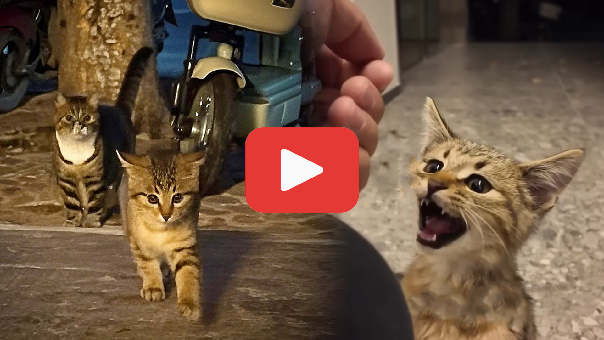 Video thumbnail for A Stray Kitten Arrived—Then I Saw Who Was Following Close Behind