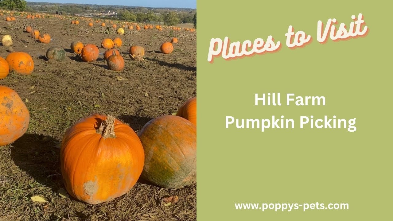 'Video thumbnail for Halloween Fun! Pumpkin Patch, near Peterborough, Cambridgeshire - 2023'
