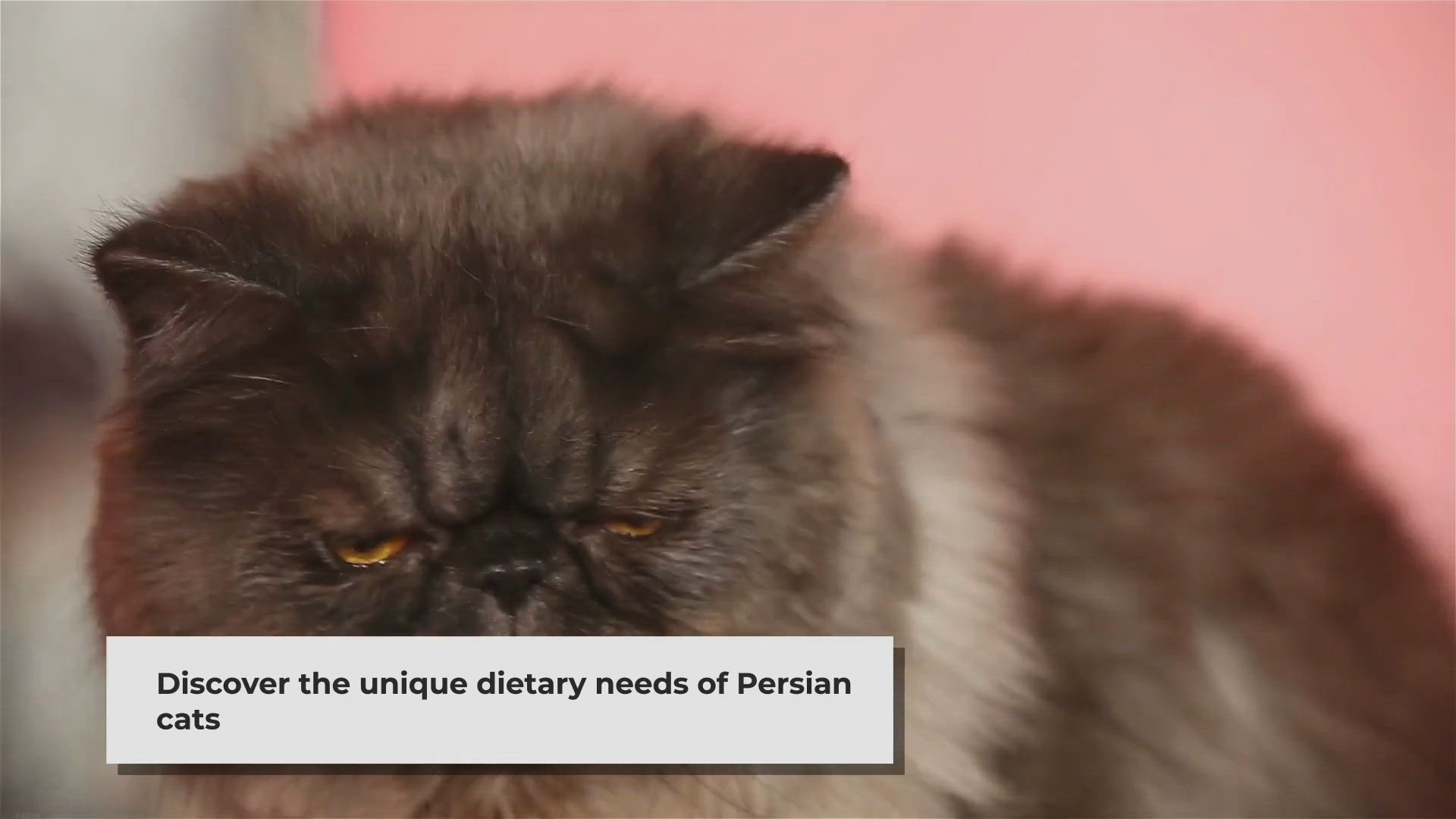 Video thumbnail for Persian Cat Baby Food: A Nutritious Delight for Your Feline Friend