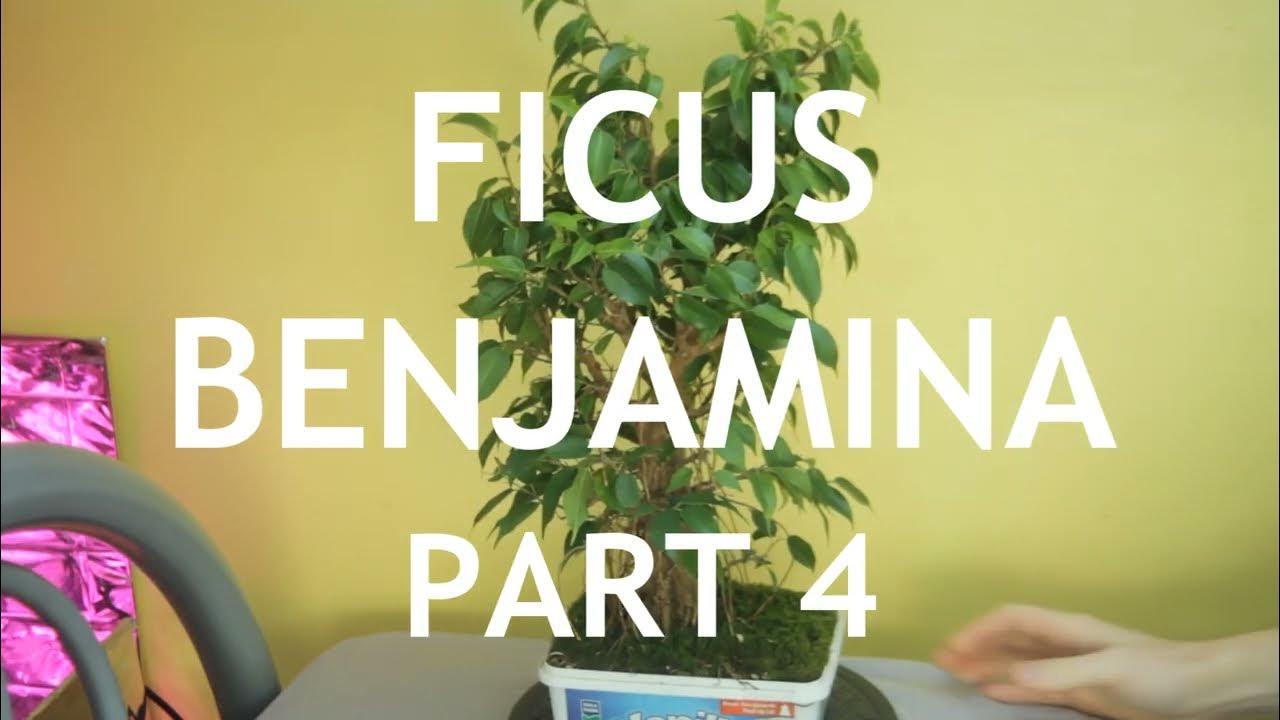 Video thumbnail for Fusion Ficus Benjamina Bonsai, 4