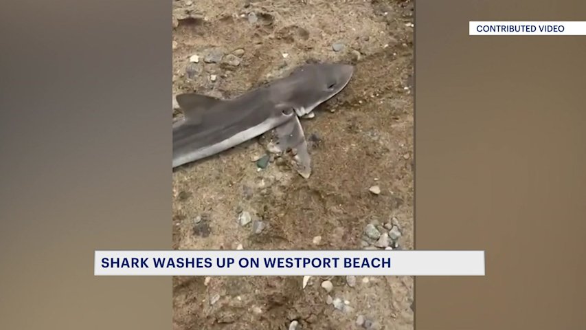 Video thumbnail for Shark washes ashore at Burying Hill Beach in Westport