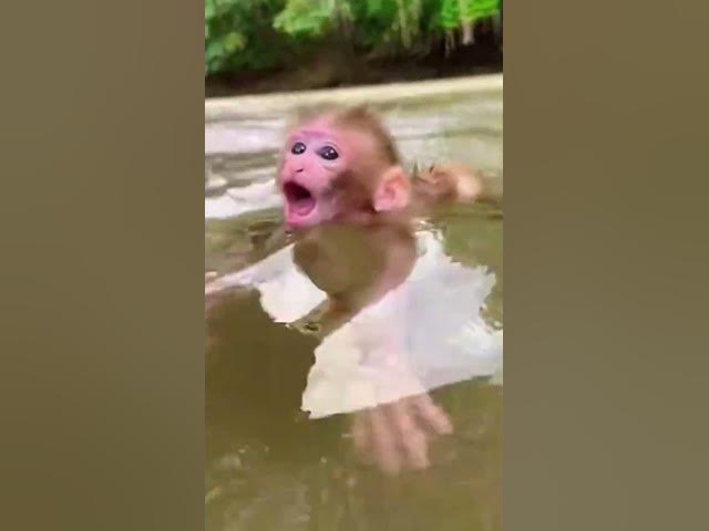 Video thumbnail for #wildliferescue #naturedocumentary #monkeybirth #animaldrama #survivalstory 2