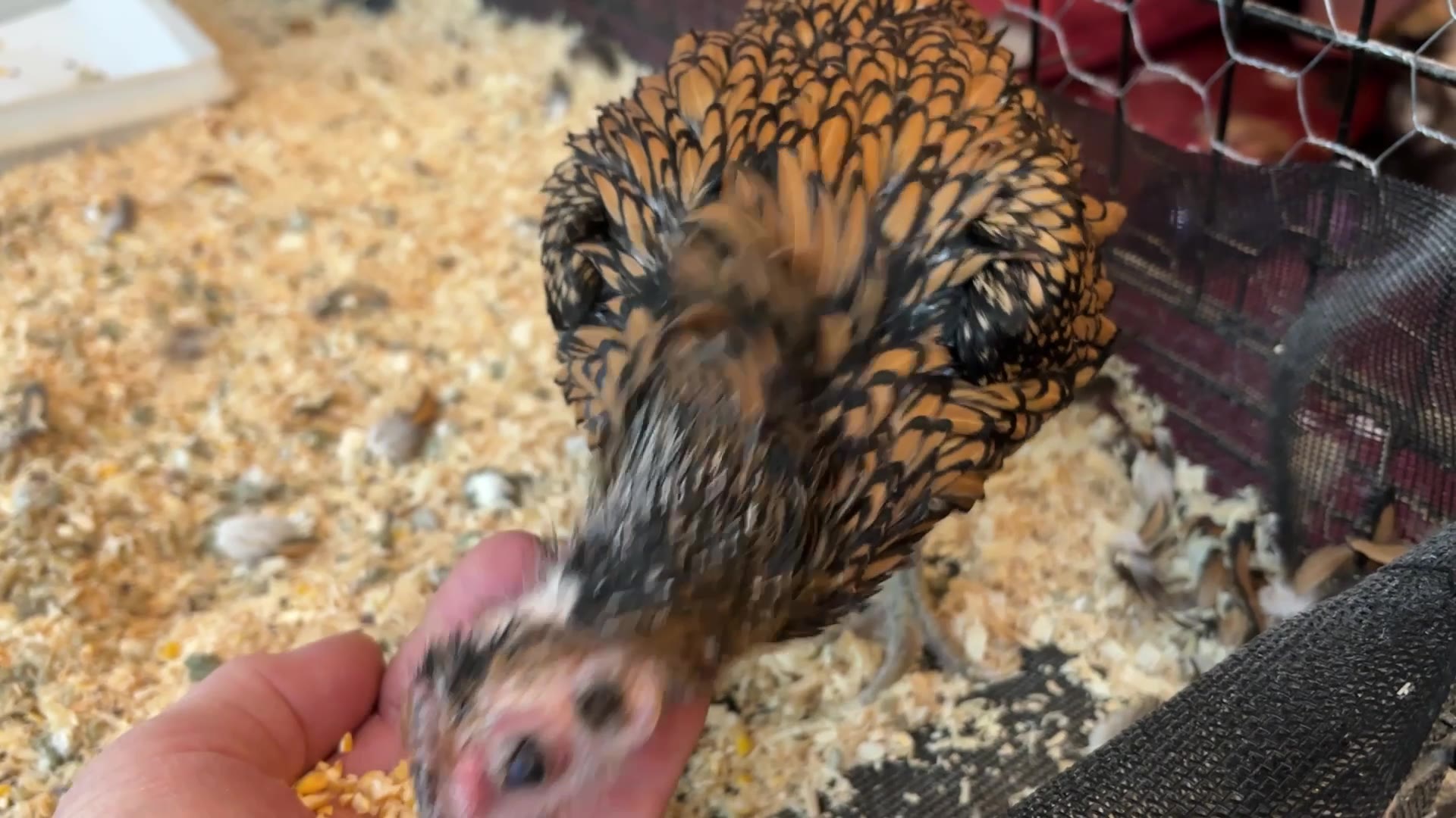 Video thumbnail for Oldest living chicken