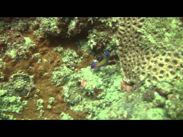 Video thumbnail for Doodles