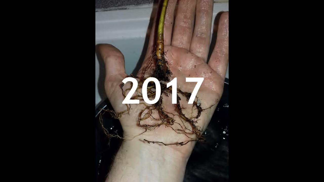 Video thumbnail for Apple Bonsai from Seed  #shorts #bonsai