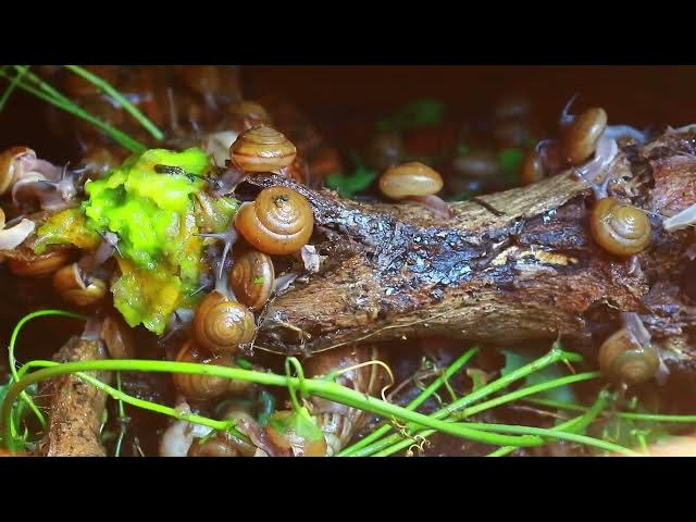 Video thumbnail for 🐌 Snails, 🐌 snial alot eating fruits now 🦈 | 𝑴𝒆𝒕𝒉𝒐𝒅𝒔 #𝟗𝟔9013