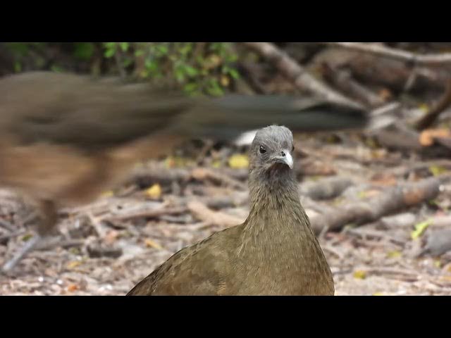 Video thumbnail for Not So Plain Chachalaca