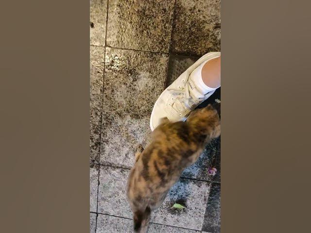 Video thumbnail for This is why I'm late. Could YOU say no to this face? π