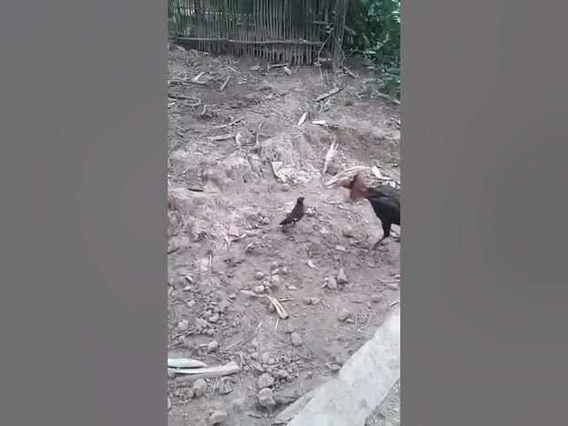 Video thumbnail for April 15, 2025