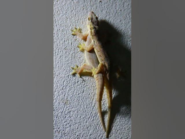 Video thumbnail for lizard wait eat food 🦎#gecko #geckos #reptiles #lizard #exoticpet #Tuko #birds #nature #snak