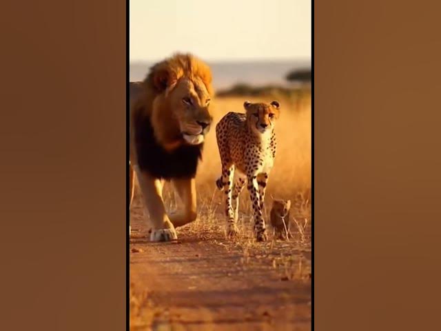 Video thumbnail for The Lion vs Cheetah Bit That Had the Whole Crowd Losing It #FunnyClips #ComedyBits