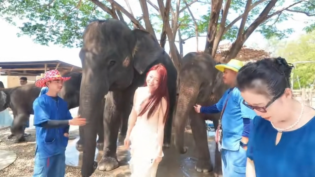 Video thumbnail for Playful Elephants Gently Push Woman in Thailand