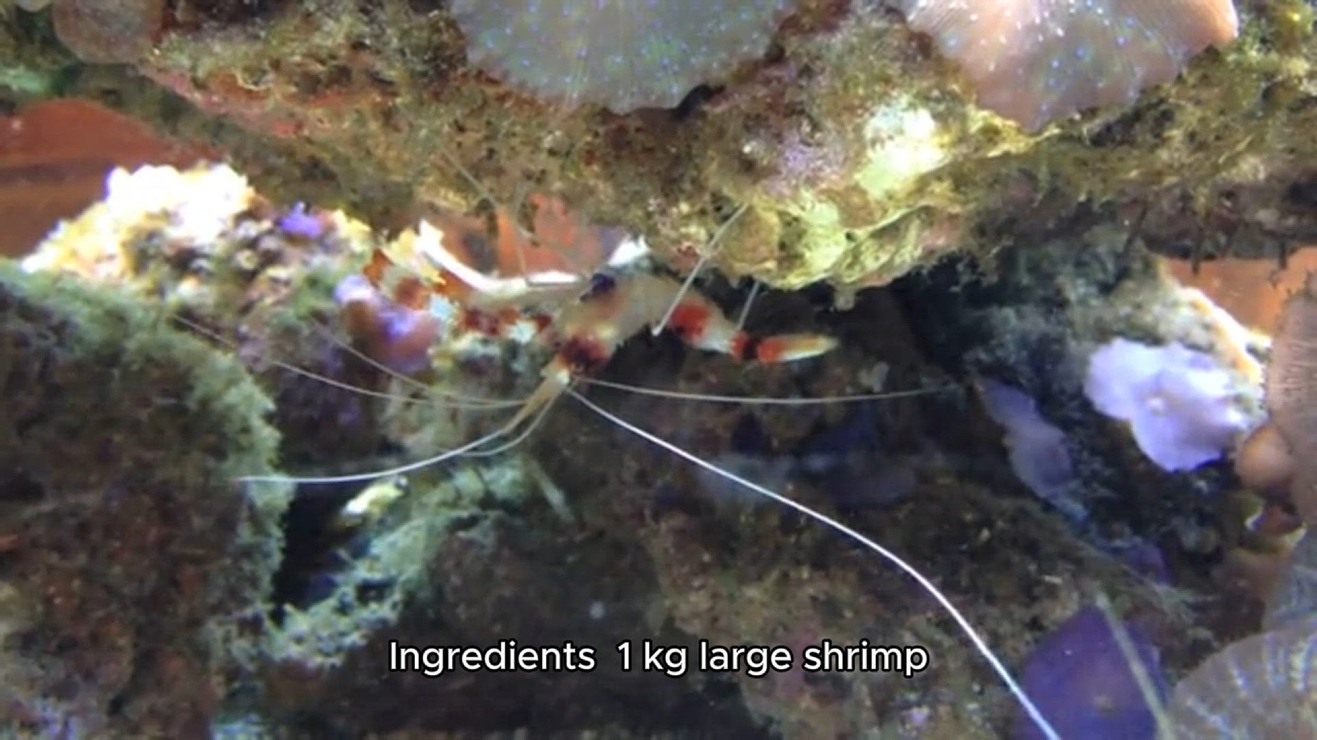 Video thumbnail for shrimp on the grill recipe