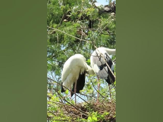 Video thumbnail for all baby birds sound at fields 1 7