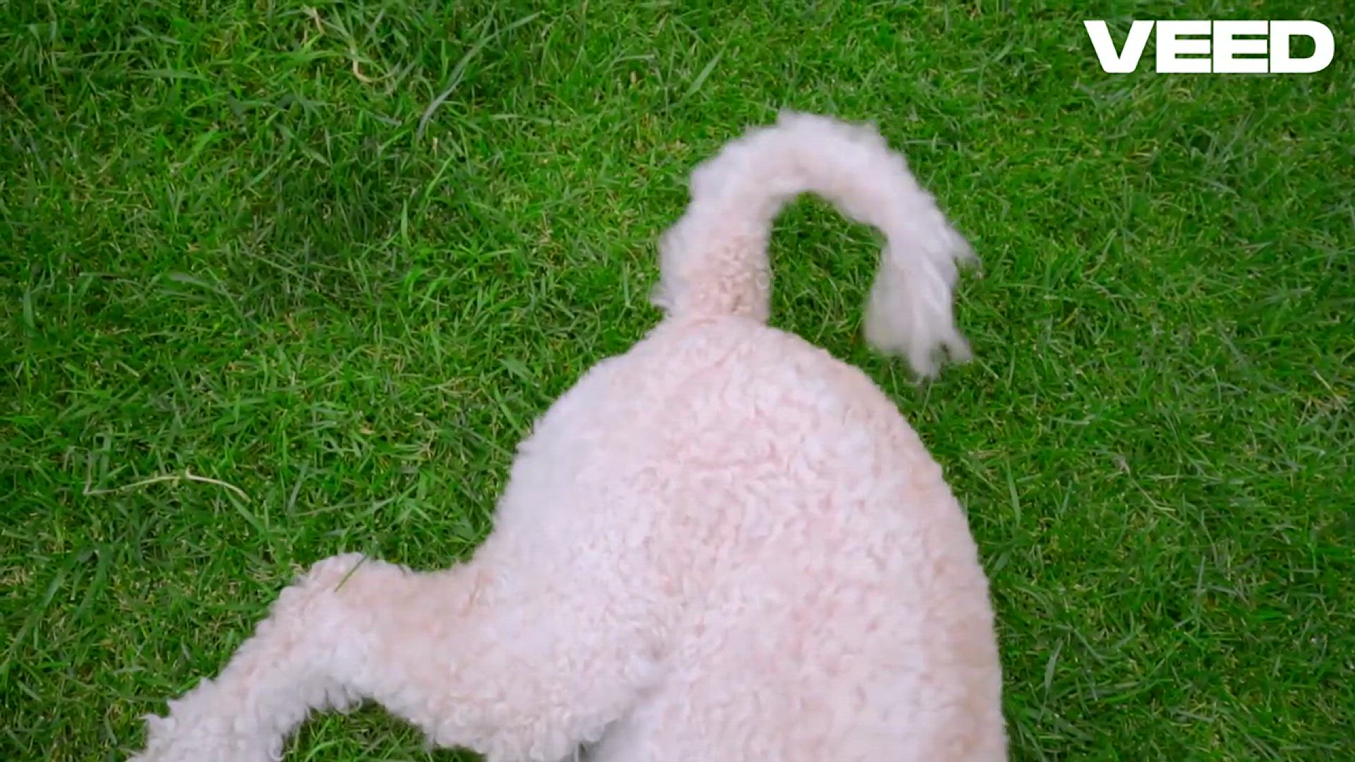 Video thumbnail for Ultimate Guide to Healthy Dog Food!