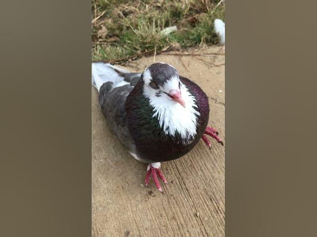 Video thumbnail for Young bomber hit the cage roof