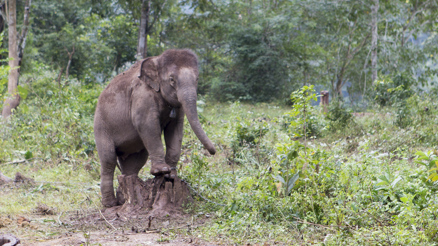 'Video thumbnail for Elefanten-Dorf bei Luang Prabang | Laos'
