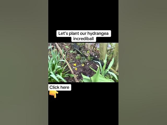 Video thumbnail for How to Plant a Hydrangea  Get Bigger Blooms & Stronger Plants!