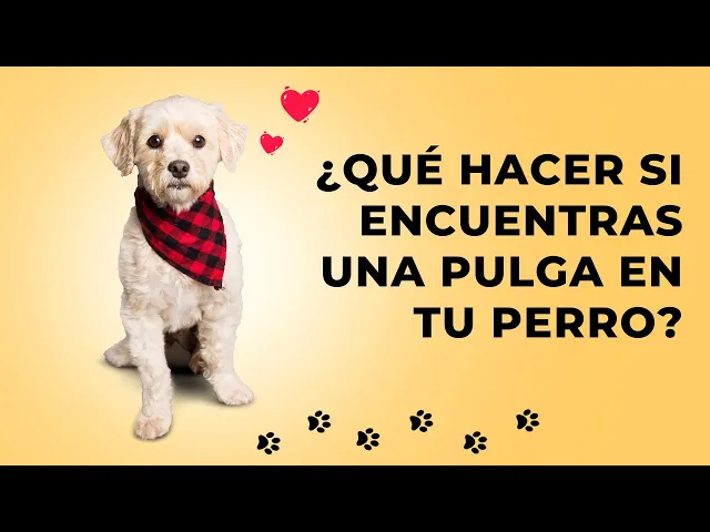 Video thumbnail for ¿Qué hacer si encuentras una pulga en tu perro?