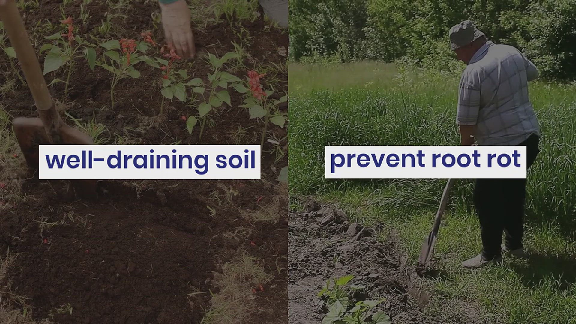 'Video thumbnail for How to Grow Knock-Out Roses in Your Garden'