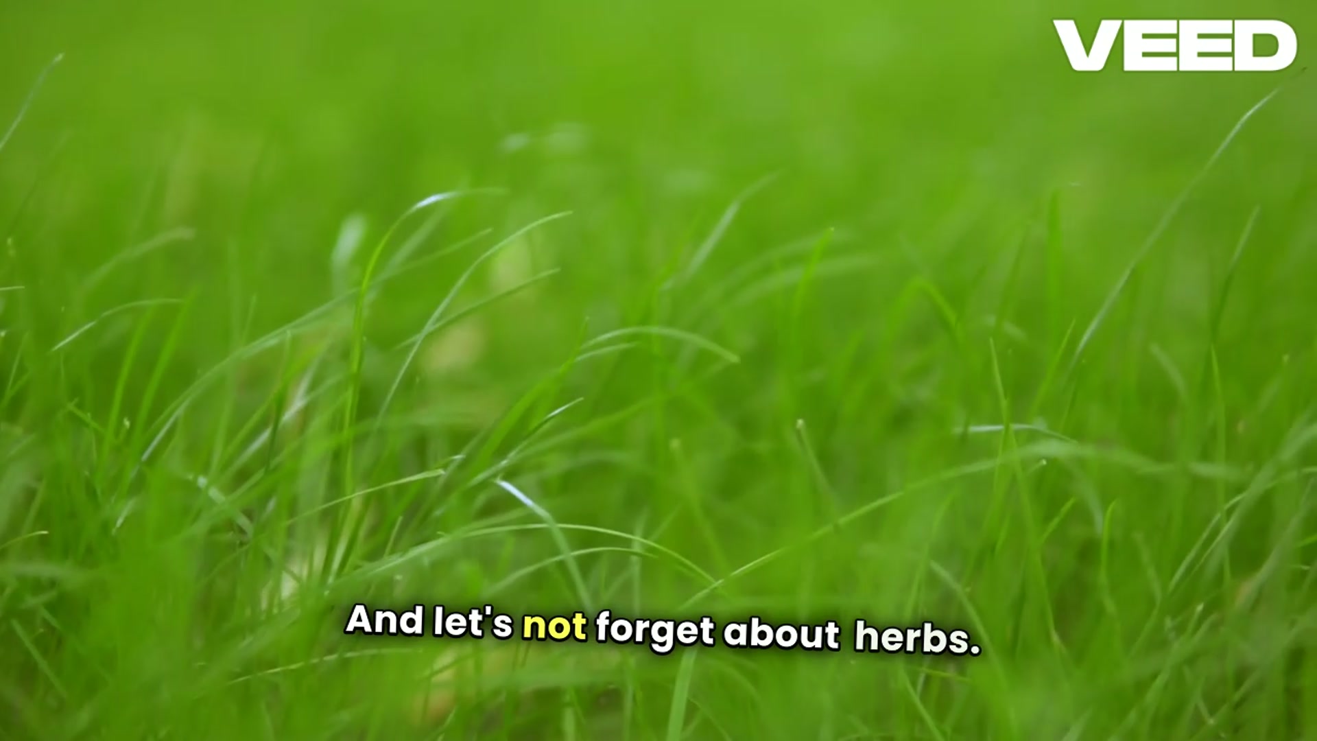 'Video thumbnail for Transform Your Space with Outdoor Plants'